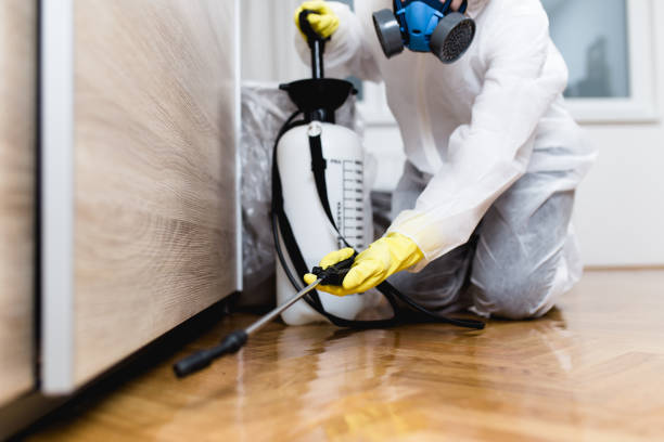 Best Local Pest Control Services  in Vinton, LA