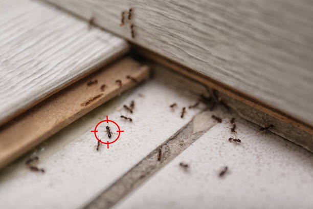 Best Spider Control Near Me  in Vinton, LA